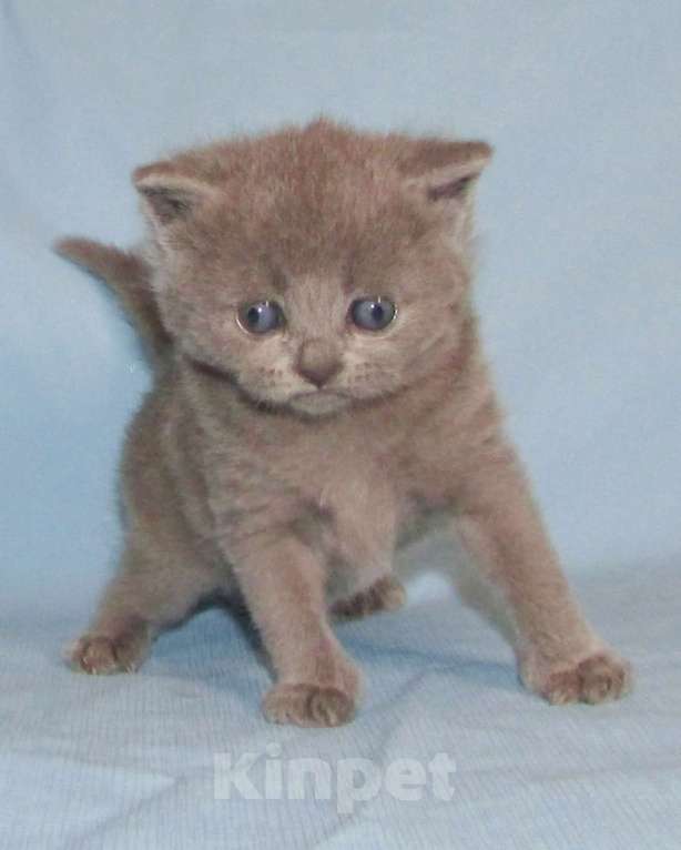 Кошки в Санкт-Петербурге: шотландская кошечка страйт Девочка, 25 000 руб. - фото 1