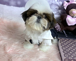 Собаки в Смоленске: Малыш мини ши тцу вязка Китай Мальчик, 100 000 руб. - фото 4