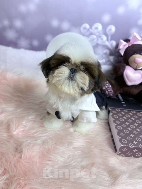 Собаки в Смоленске: Малыш мини ши тцу вязка Китай Мальчик, 100 000 руб. - фото 4