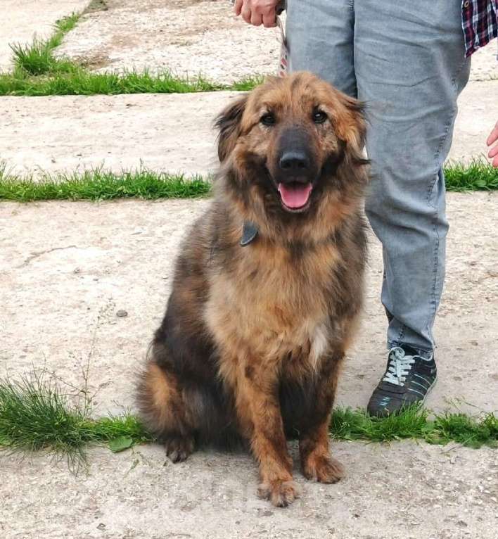 Собаки в Москве: Тигруша живет надеждой встретить свою семью! Мальчик, Бесплатно - фото 2