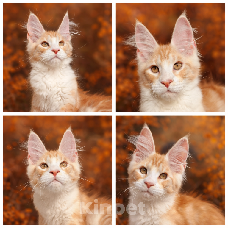 Кошки в Геленджике: Продаётся котёнок мейн-кун, мальчик, яркий рыжий окрас d 03 22, из питомника EdenLight (Геленджик) Мальчик, 50 000 руб. - фото 2