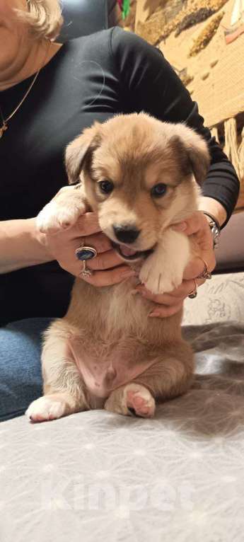 Собаки в других городах Ленинградской области: Австралийские ретриверы Мальчик, Бесплатно - фото 1