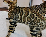 Кошки в Брянске: Красавец в любимцы Мальчик, 25 000 руб. - фото 6