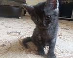 Кошки в Геленджике: Нафаня Мальчик, Бесплатно - фото 2