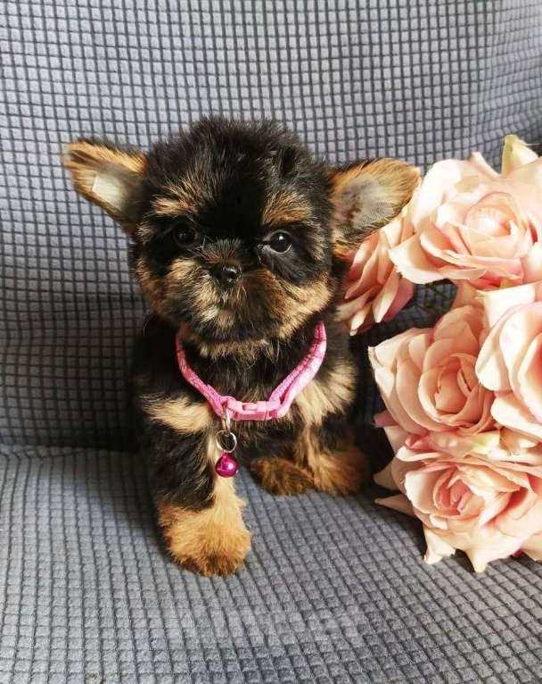 Собаки в Москве: Девочка йорши/шорки Девочка, 25 000 руб. - фото 4