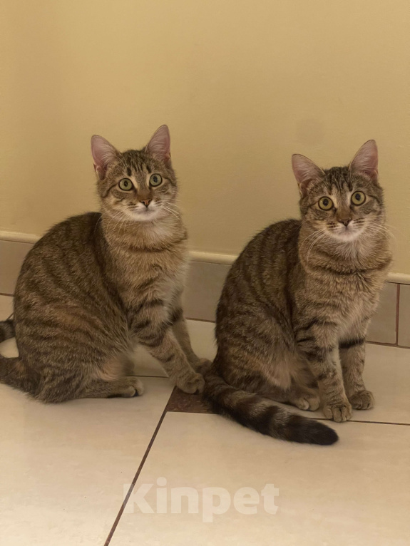 Кошки в других городах Московской области: Сливка Девочка, Бесплатно - фото 2