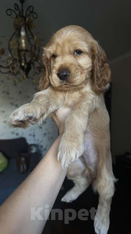 Собаки в Москве: Мальчик - рыжий  Мальчик, Бесплатно - фото 3