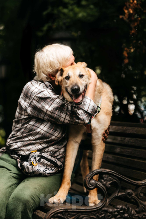 Собаки в Москве: Трепетный Джой Мальчик, Бесплатно - фото 9