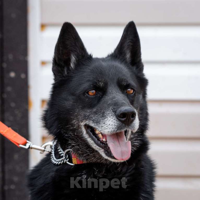 Собаки в Москве: Кама Девочка, Бесплатно - фото 6