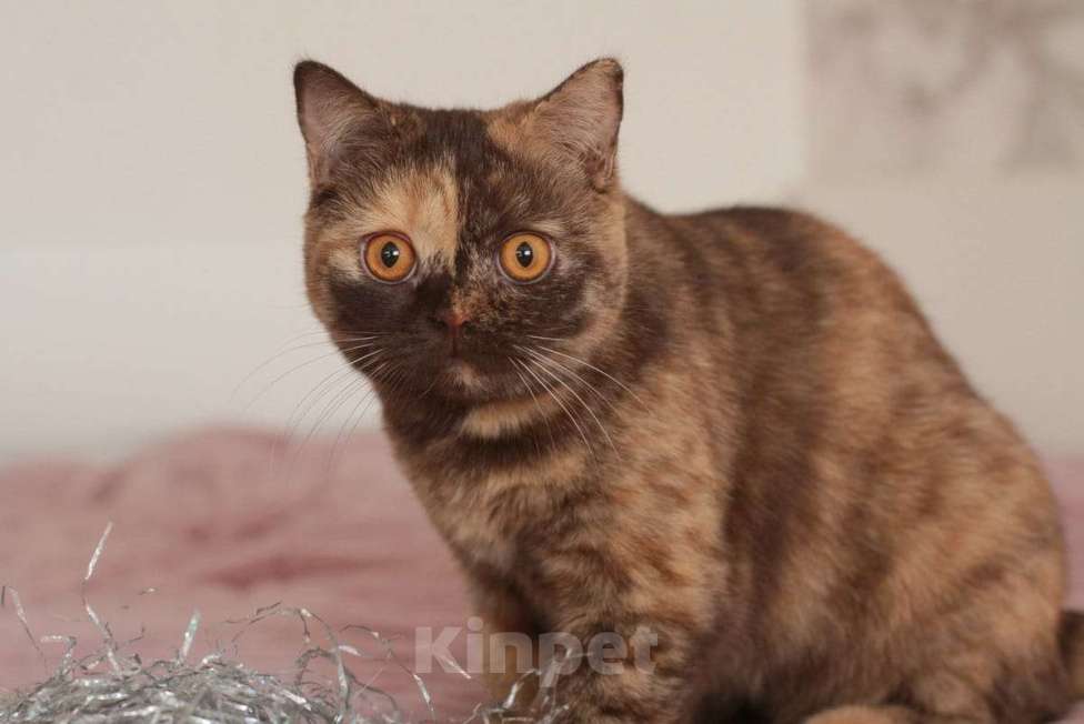 Кошки в Подольске: Британская девочка Девочка, Бесплатно - фото 2