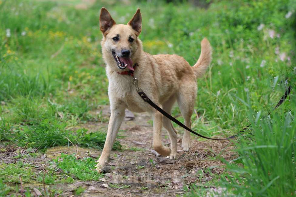 Собаки в других городах Московской области: Гвоздик Мальчик, Бесплатно - фото 3