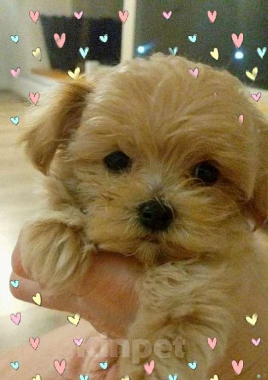 Собаки в Москве: Мальтипу Мальчик, 95 000 руб. - фото 2