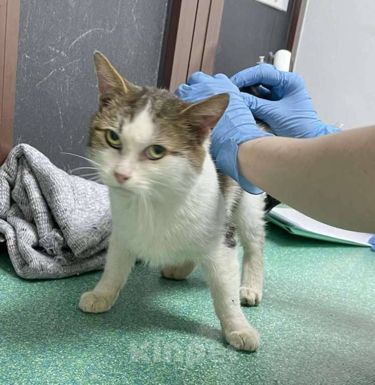 Кошки в Москве: Барсук- обаяшка и кот Мальчик, Бесплатно - фото 6