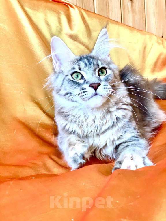 Кошки в Челябинске: 🔥🔥🔥 КОТЕНОК МЕЙН-КУН ДЕВОЧКА Девочка, Бесплатно - фото 6