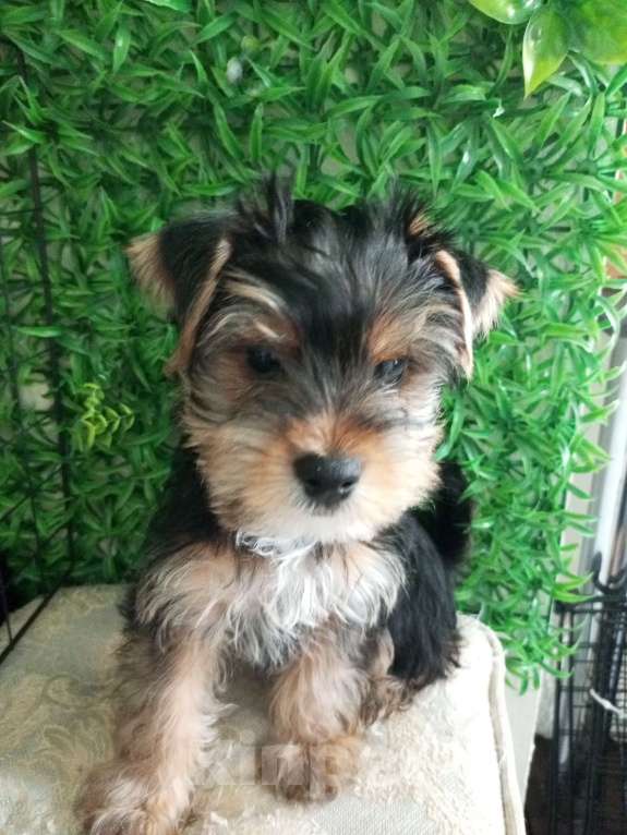 Собаки в Острогожске: Щенки йоркширского терьера Разнополые, 13 000 руб. - фото 2