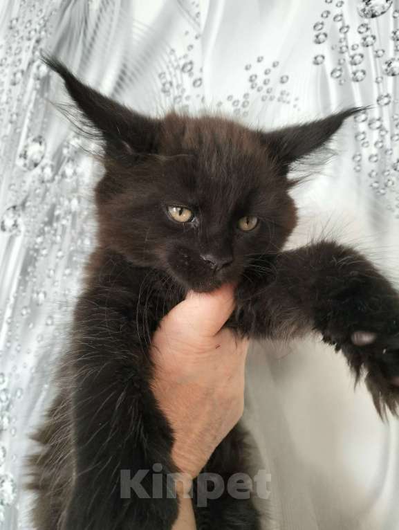 Кошки в других городах Красноярского края: Мейн-кун котята из питомника Мальчик, 35 000 руб. - фото 5