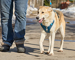 Собаки в Москве: Крупная собака в добрые руки Девочка, Бесплатно - фото 5