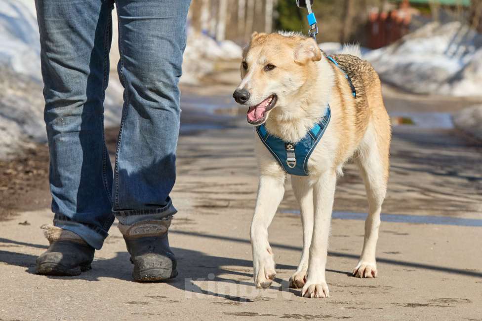 Собаки в Москве: Крупная собака в добрые руки Девочка, Бесплатно - фото 5
