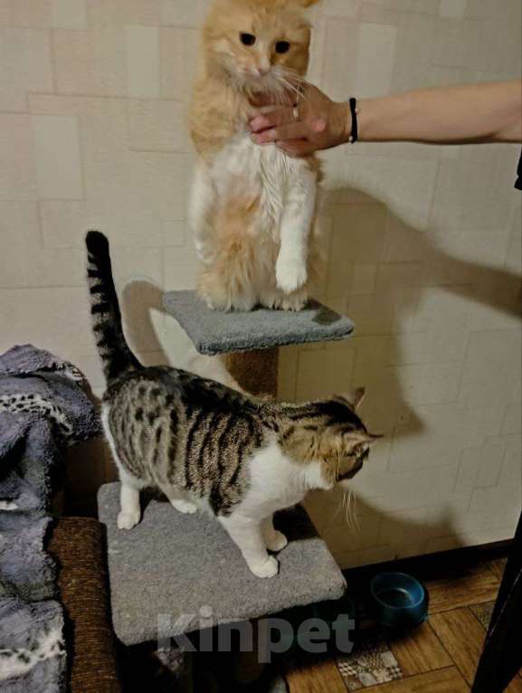 Кошки в Москве: Потерялся Кот,кличка Крис Мальчик, 1 000 000 руб. - фото 4