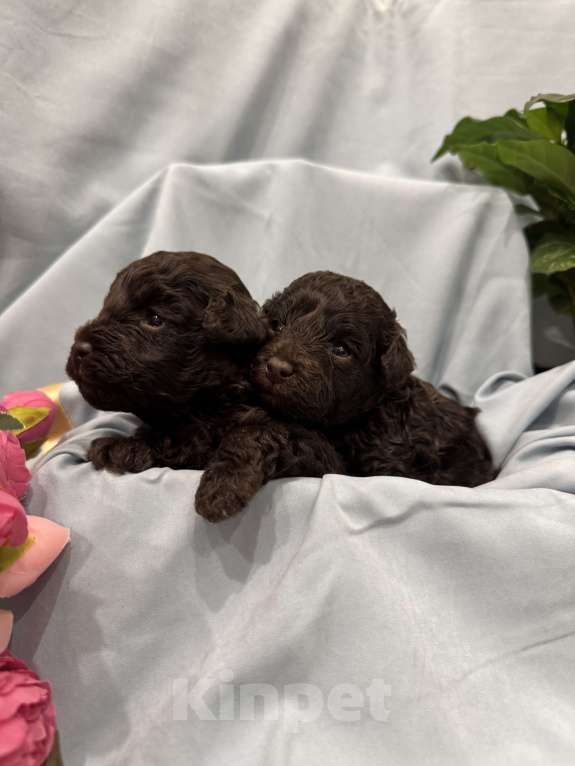 Собаки в Краснодаре: Той-пудель Разнополые, Бесплатно - фото 2