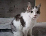 Кошки в Карачеве: Мурка и Васенька, Бесплатно - фото 3