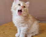 Кошки в Краснодаре: Кот красное серебро Мальчик, Бесплатно - фото 5