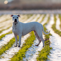 Аргентинский дог