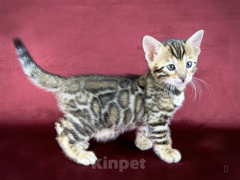 Кошки в Москве: Бенгальский котенок-девочка, питомник ABCats (WCF) Москва Девочка, Бесплатно - фото 2