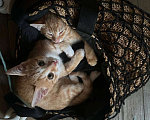 Кошки в Химках: Перси Мальчик, Бесплатно - фото 1