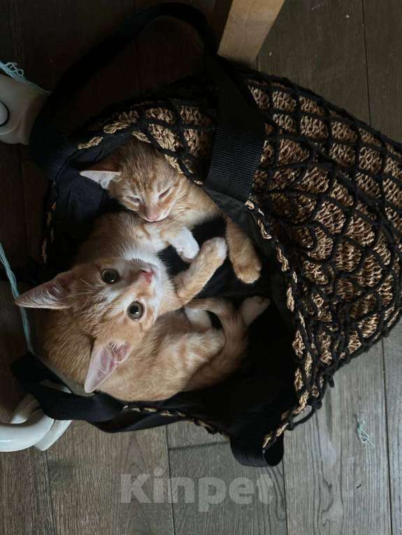 Кошки в Химках: Перси Мальчик, Бесплатно - фото 1