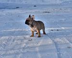 Собаки в Москве: Девочка французского бульдога  Девочка, 50 000 руб. - фото 5