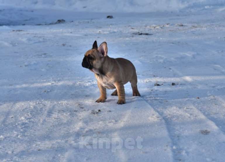 Собаки в Москве: Девочка французского бульдога  Девочка, 50 000 руб. - фото 5