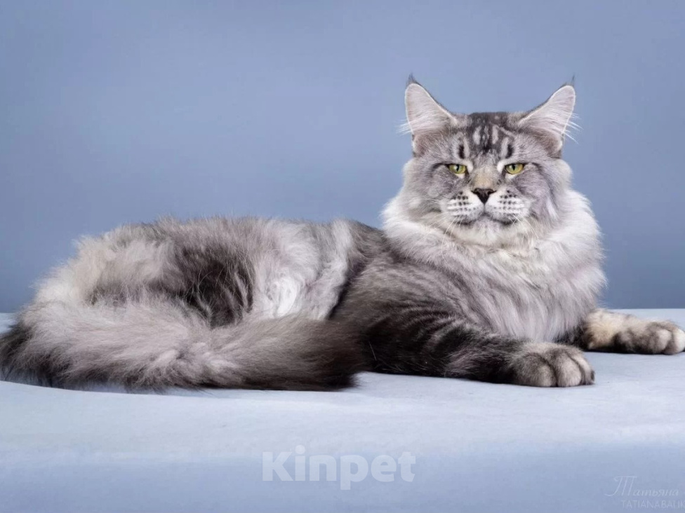 Кошки в Санкт-Петербурге: Котенок мейн-кун Девочка, 65 000 руб. - фото 9