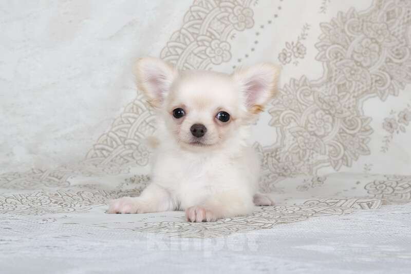 Собаки в Люберцах: Чихуахуа  Мальчик, 37 000 руб. - фото 6