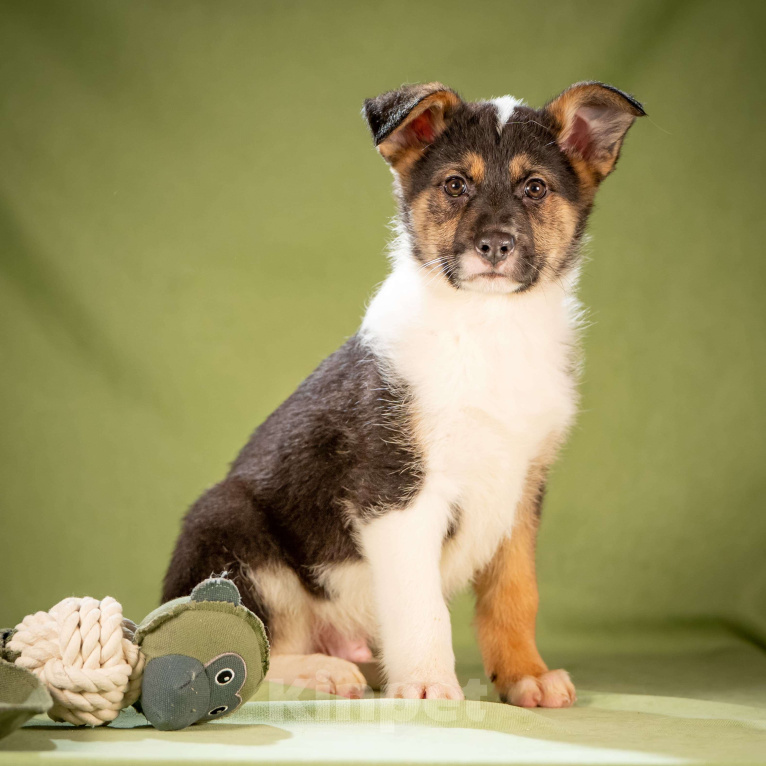 Собаки в Клине: Кокос - ласковый щенок Мальчик, Бесплатно - фото 3