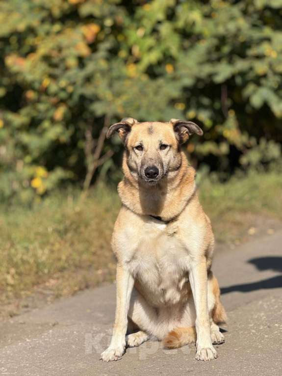Собаки в Москве: Дейзи  Девочка, Бесплатно - фото 8