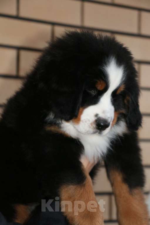 Собаки в Челябинске: бернский зенненхунд девочки Девочка, 70 000 руб. - фото 2