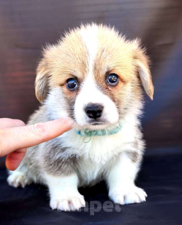 Собаки в Москве: Мальчик вельш корги пемброк Мальчик, 60 000 руб. - фото 5