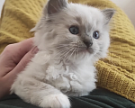 Кошки в Москве: Рэгдолл девочки Девочка, 80 000 руб. - фото 4