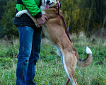 Собаки в Москве: Фома в добрые руки Мальчик, Бесплатно - фото 6