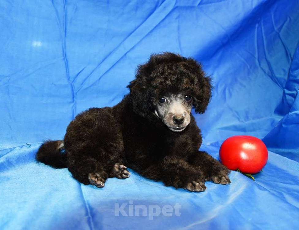 Собаки в Долгопрудном: Щенок пуделя миниатюрный серебристый Джентли Борн Рикки  Мальчик, 75 000 руб. - фото 2