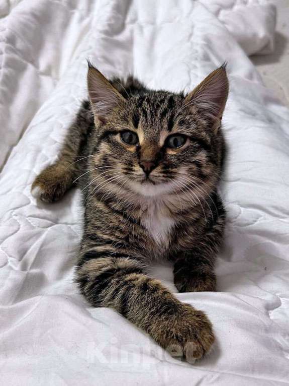 Кошки в Москве: Солнечный добрый котенок Васенька ищет семью Мальчик, 10 руб. - фото 4