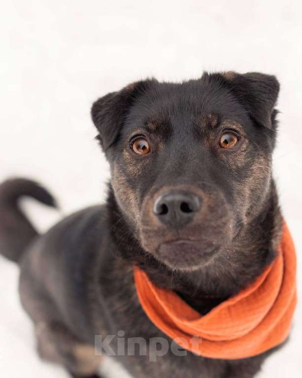 Собаки в других городах Московской области: Кайли исполненная смысла ищет дом) Девочка, Бесплатно - фото 6