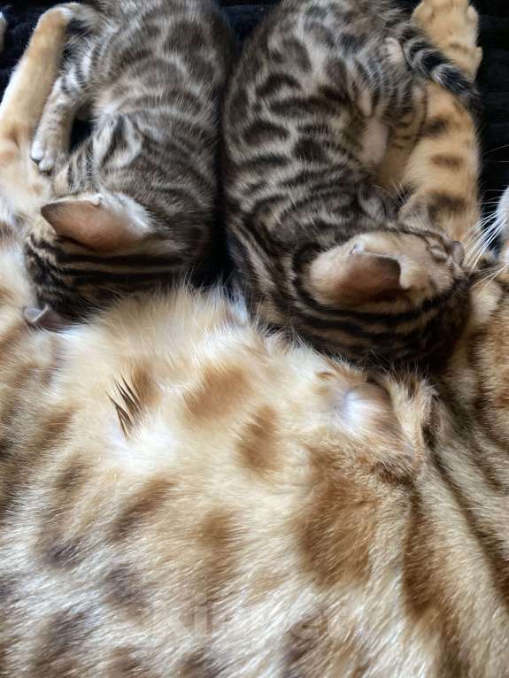 Кошки в Москве: Бенгальский мальчишка Мальчик, 15 000 руб. - фото 4