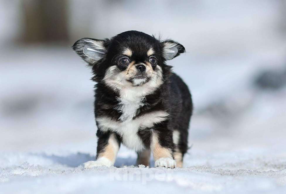 Собаки в Обнинске: Девочка чихуахуа черно-подпалая Девочка, 70 000 руб. - фото 1