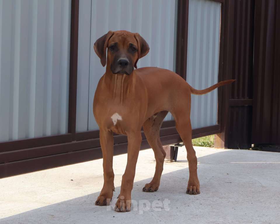 Собаки в Москве: Мальчик родезийского риджбека Мальчик, 60 000 руб. - фото 7