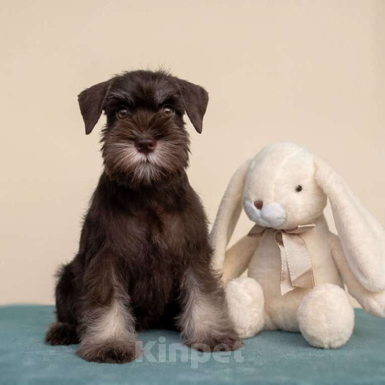 Собаки в Москве: Цвергшнауцеры шоколадки Девочка, Бесплатно - фото 1