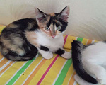 Кошки в Рязани:  Котята Мальчик, 1 руб. - фото 5