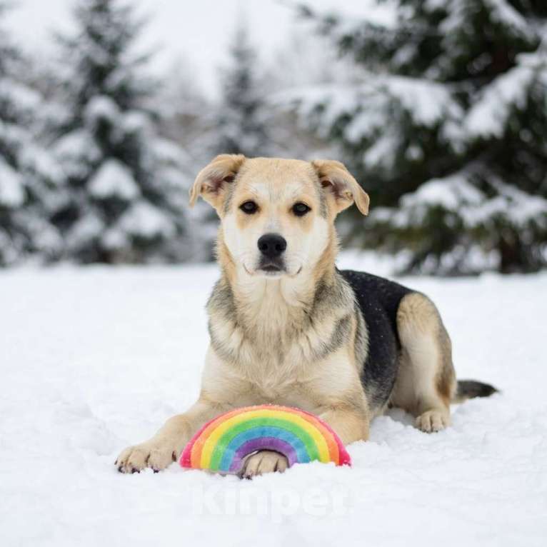 Собаки в Москве: щенок Ася в добрые руки Девочка, Бесплатно - фото 1