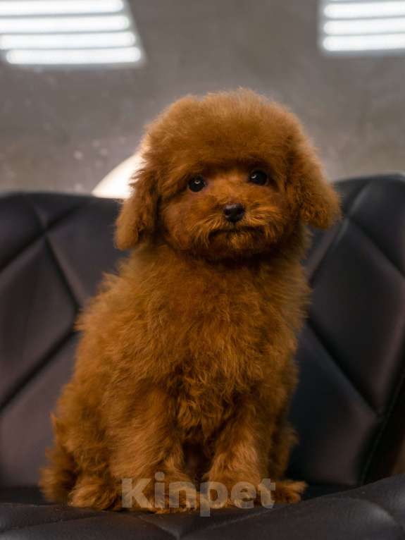 Собаки в Пушкино: Той пудель (тикап мальчик) Мальчик, 200 000 руб. - фото 3